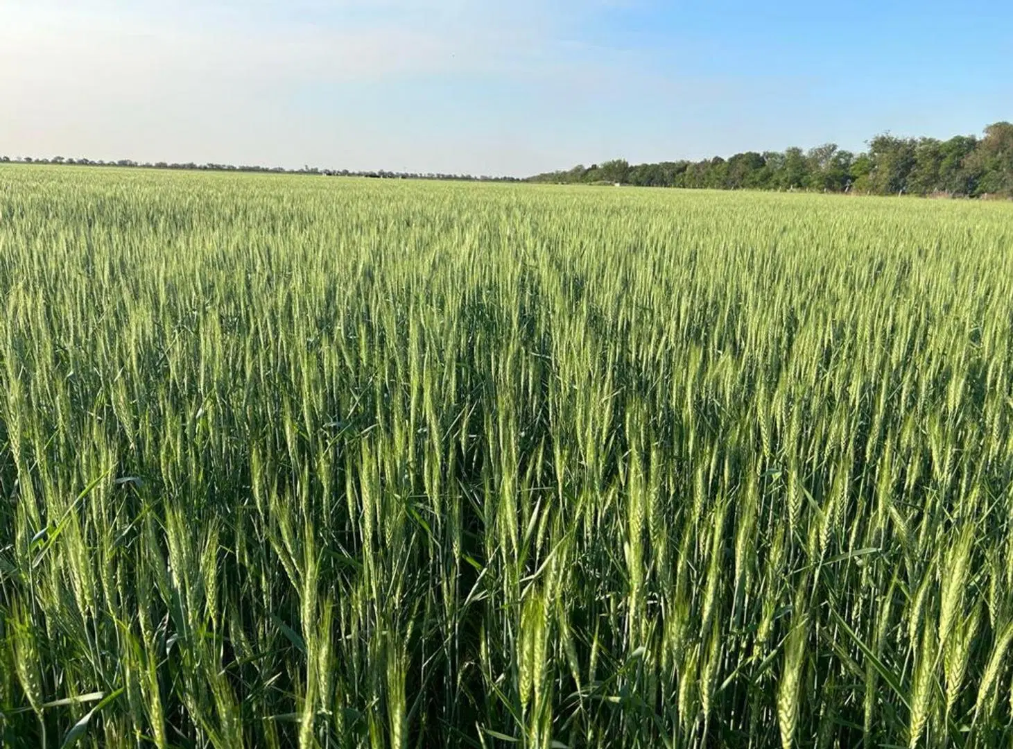 VENTA DE CAMPO EN SAGUIER SUELO 1 5