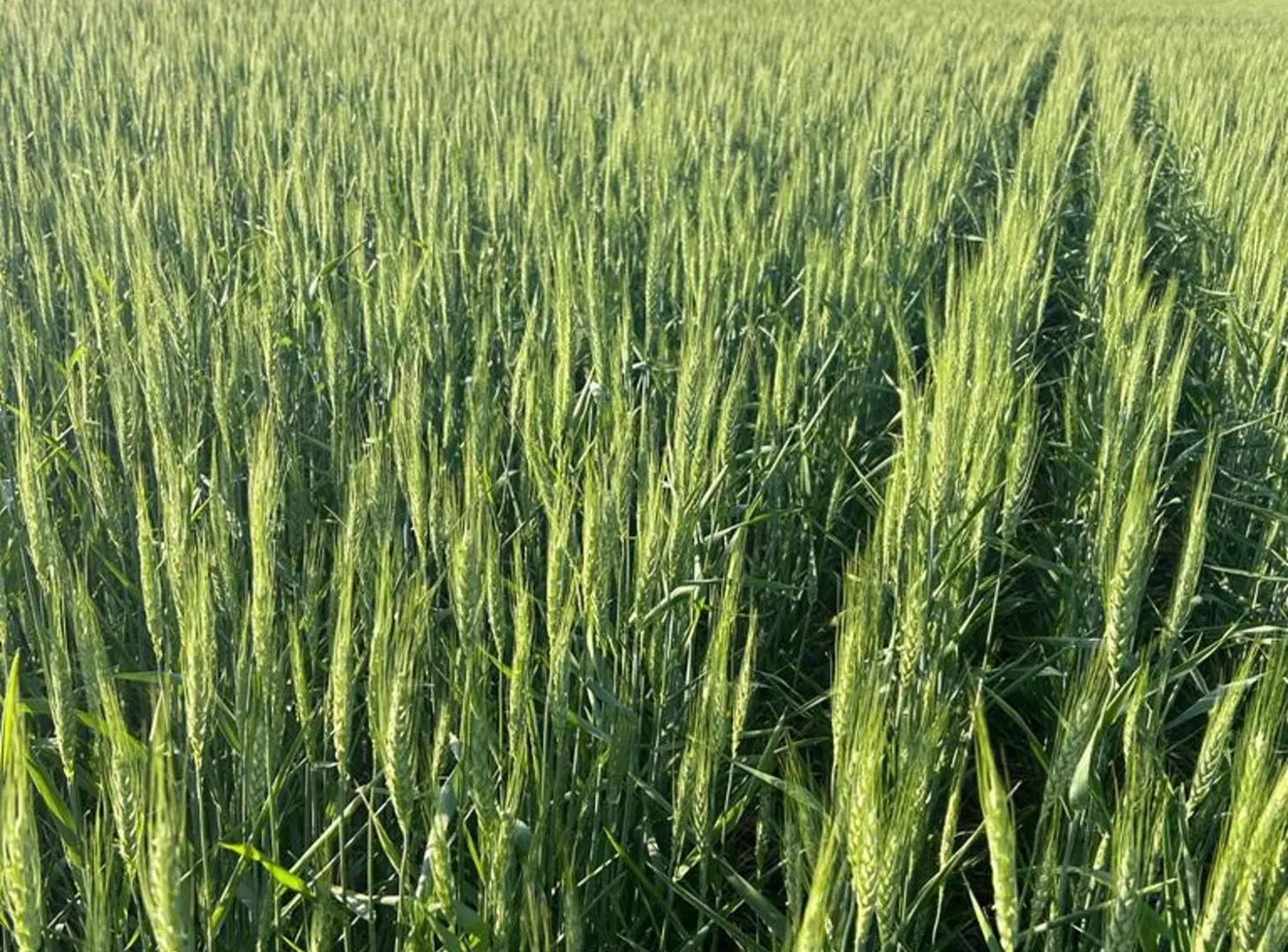 VENTA DE CAMPO EN SAGUIER SUELO 1 4