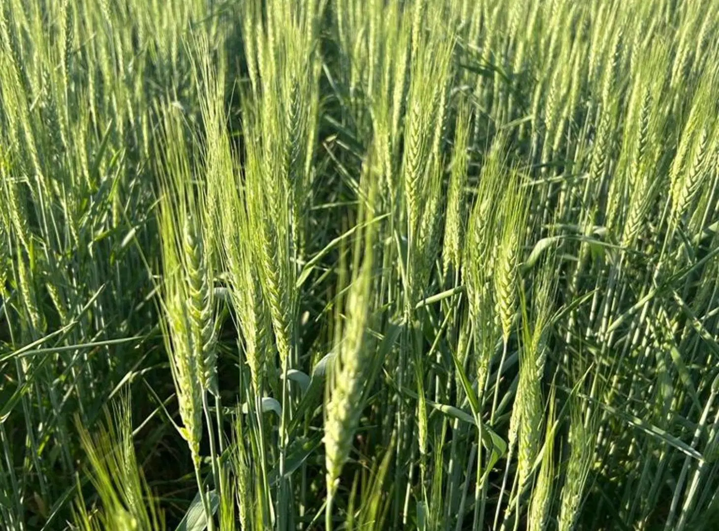 VENTA DE CAMPO EN SAGUIER SUELO 1 2