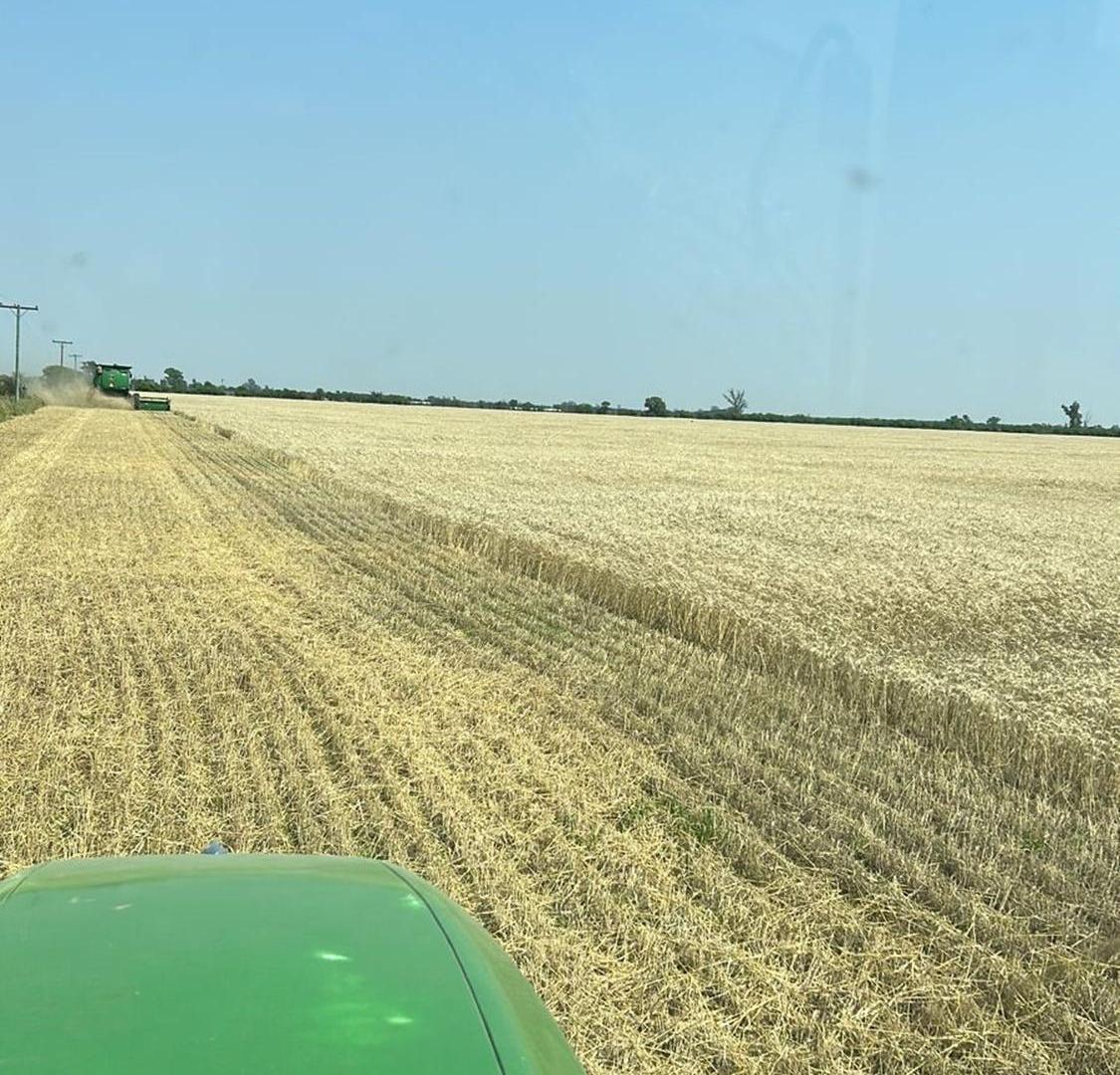 Foto de VENTA DE CAMPO EN SAGUIER SUELO 1, imagen 4