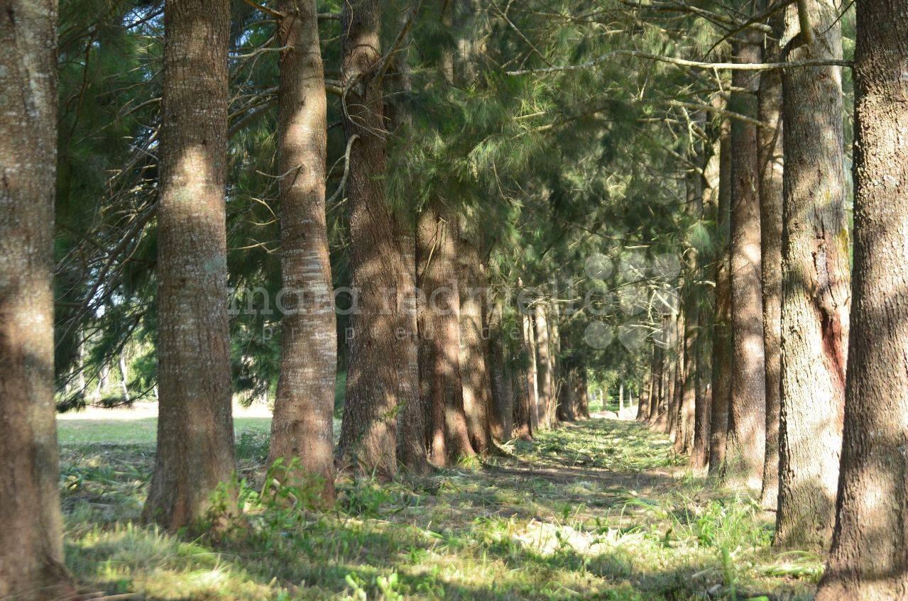 Foto de VENTA DE LOTE 2500 mts2 CHASCOMUS, imagen 3