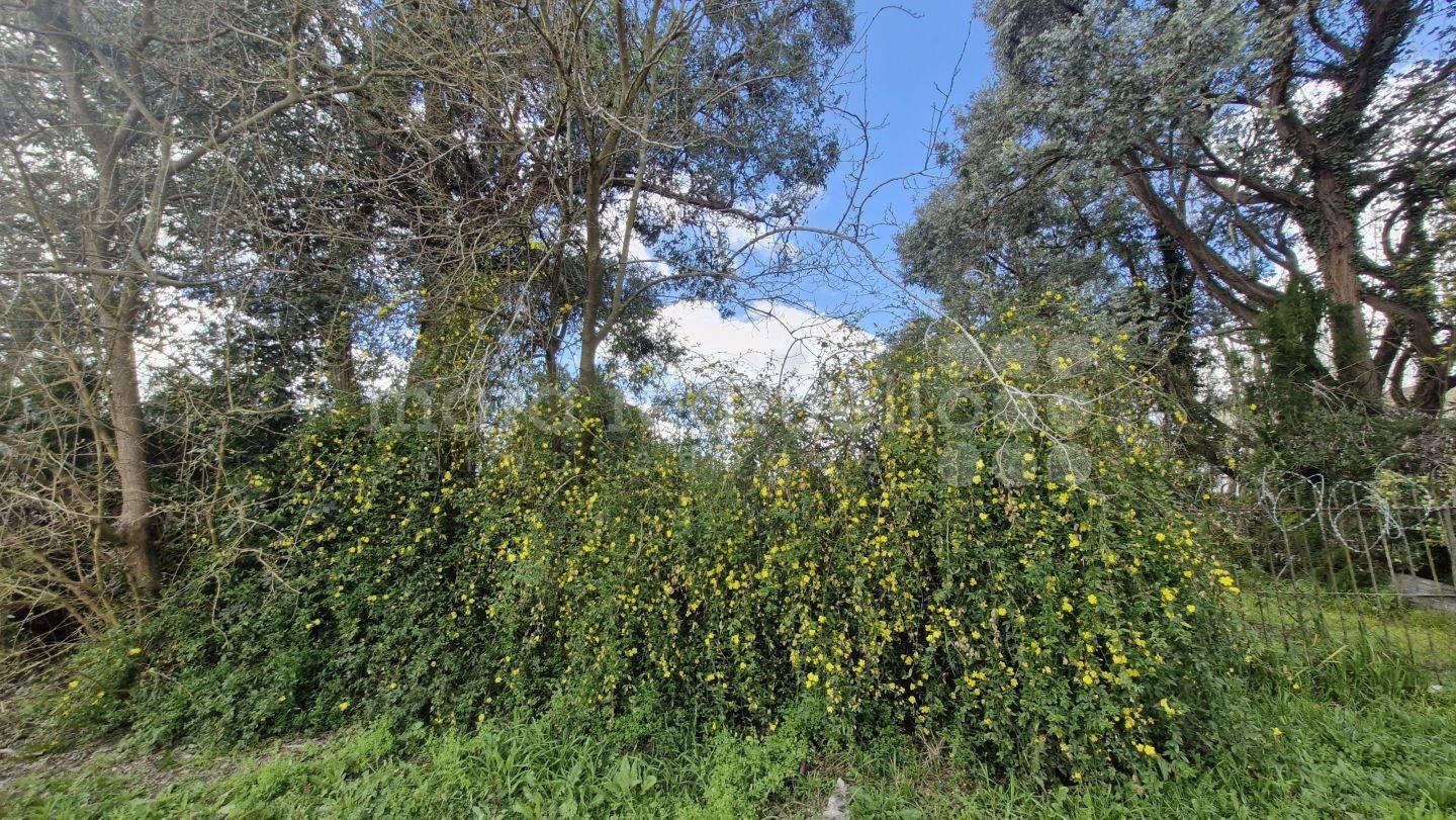 Foto de VENTA LOTE TERRENO 600 MTS2 ZONA CASAS QUINTAS CERCA CENTRO LAGUNA, imagen 3