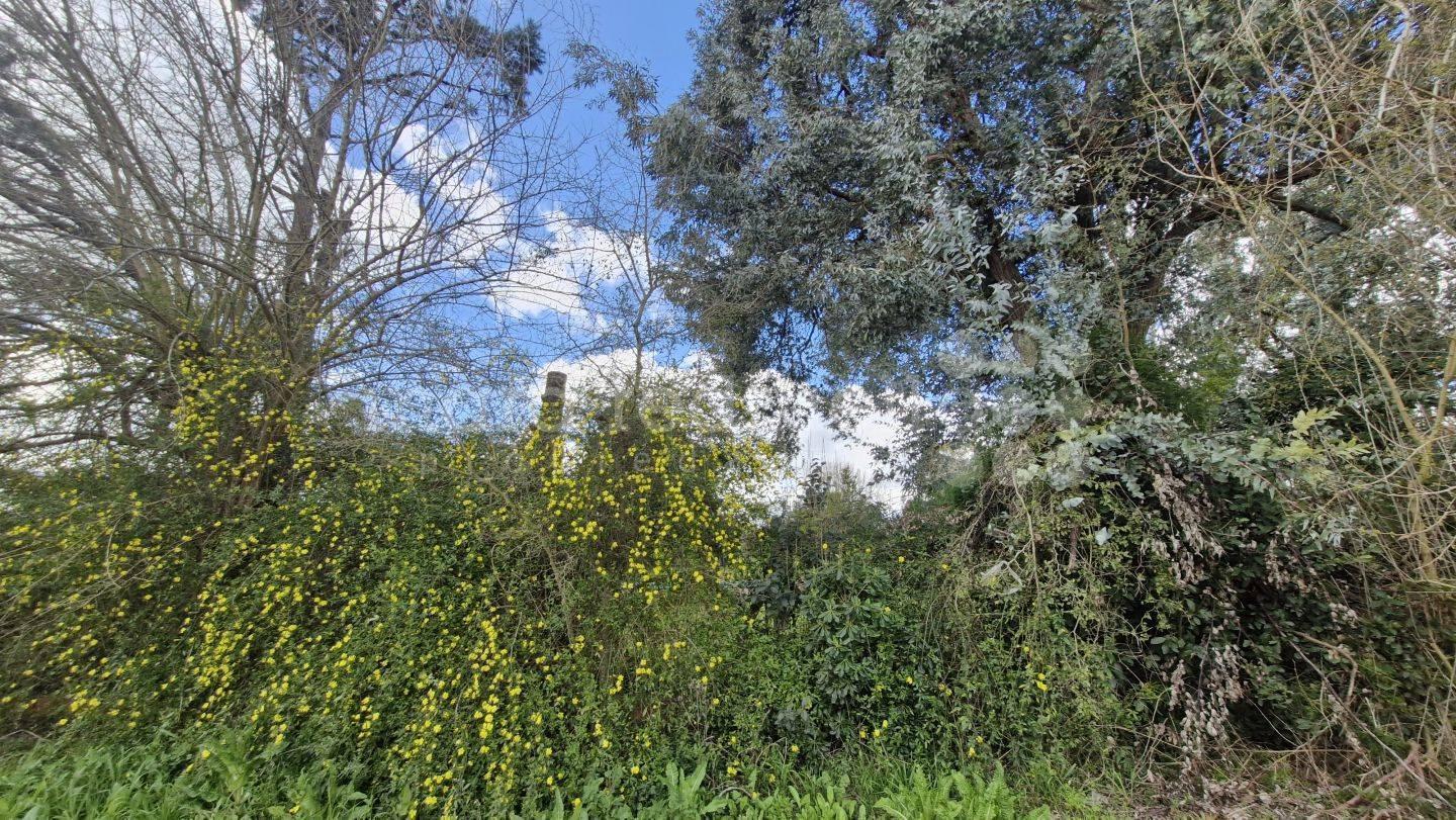 Foto de VENTA LOTE TERRENO 600 MTS2 ZONA CASAS QUINTAS CERCA CENTRO LAGUNA, imagen 5