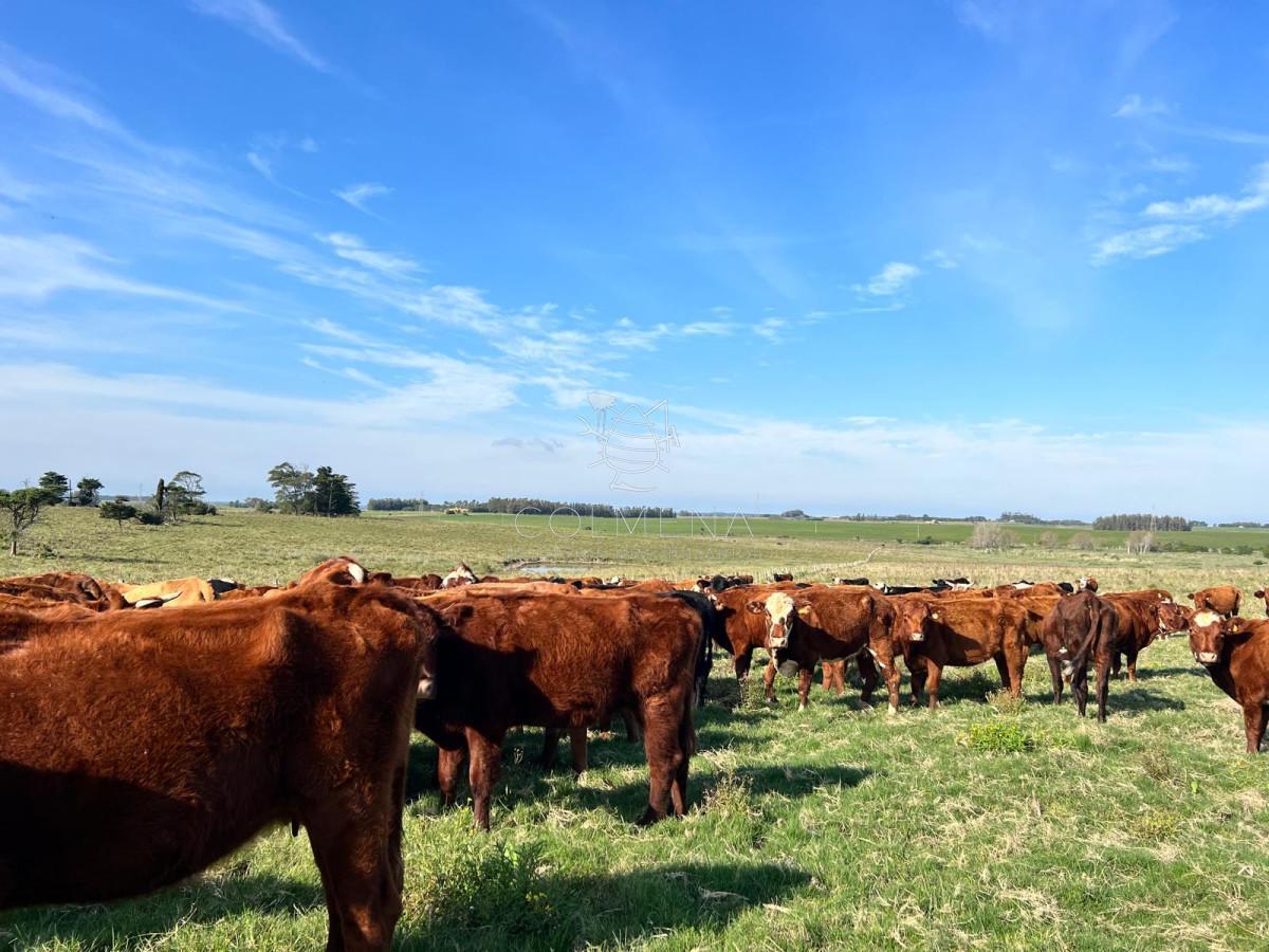 Foto de Campo en Partido Norte frente a camino, imagen 1