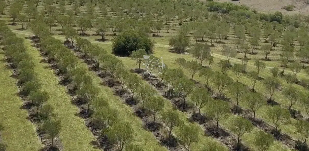 Campo de Olivos 3