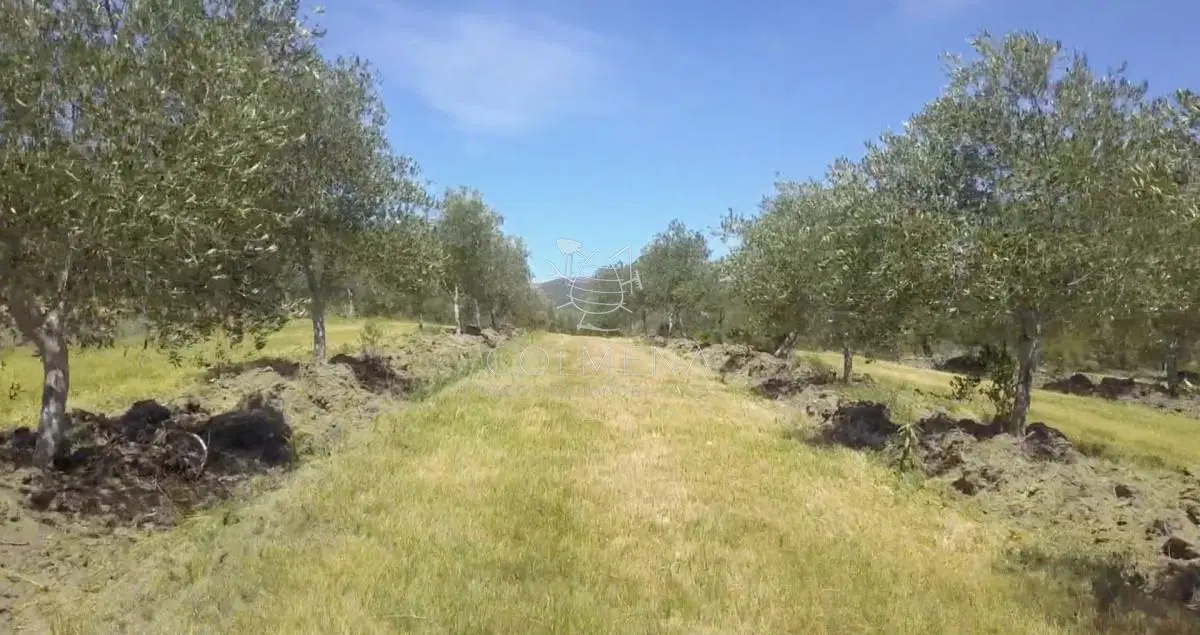 Campo de Olivos 4