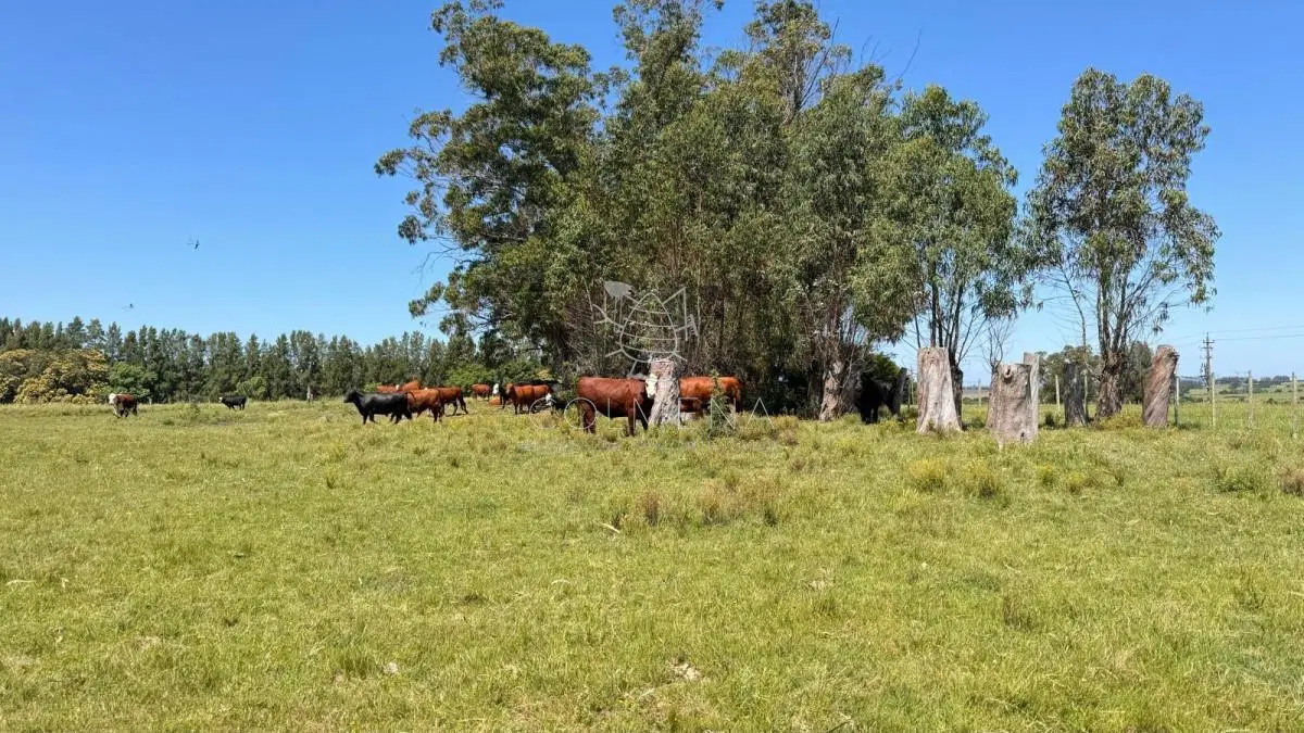 Campo en Garzón 5