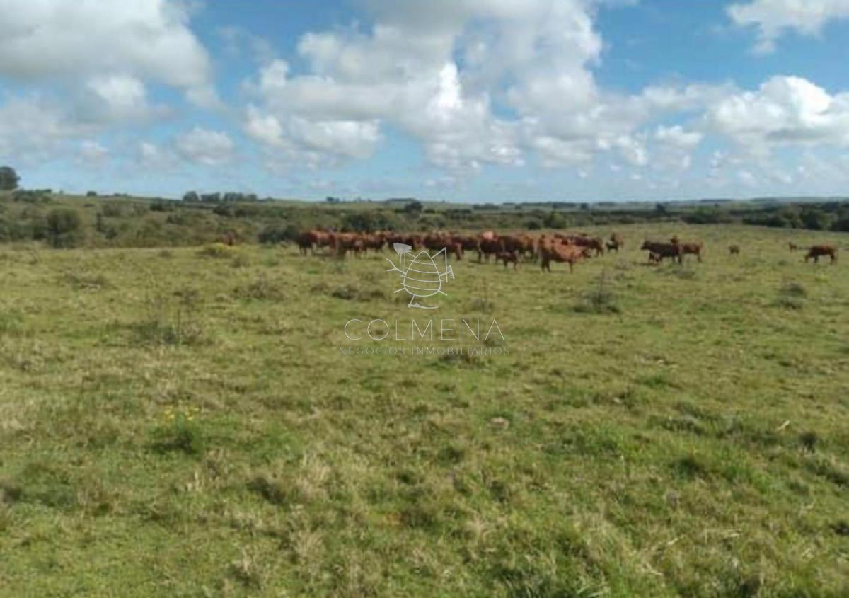 Foto de Campo sobre ruta 39 cerca de San Carlos, imagen 5