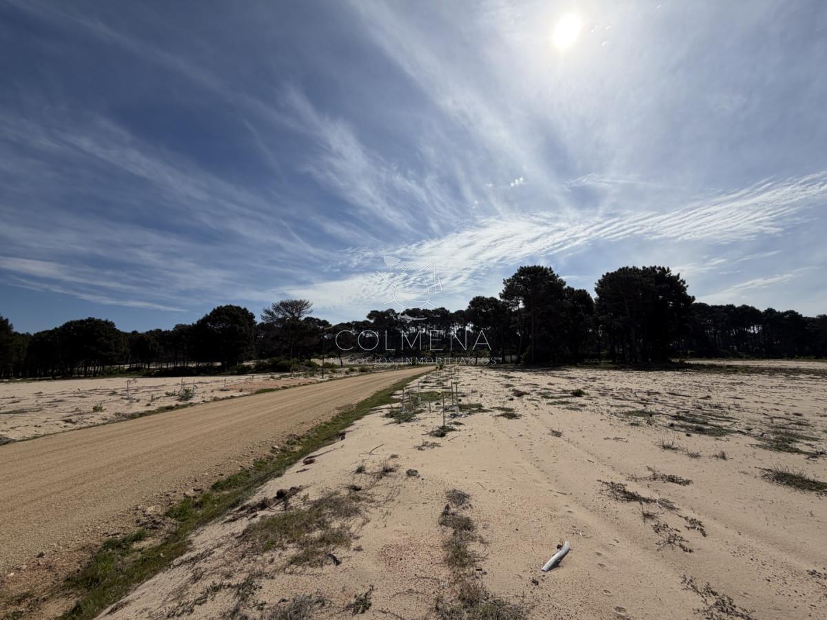 Foto de Terreno de 1000 m² en La Serena - Punta Ballena, imagen 4