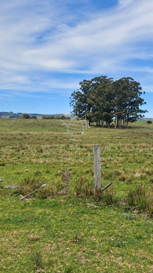 Foto de Campo ganadero 30 ha en Ruta 9, imagen 4