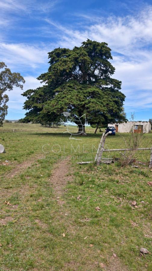 Foto de Campo ganadero 30 ha en Ruta 9, imagen 2