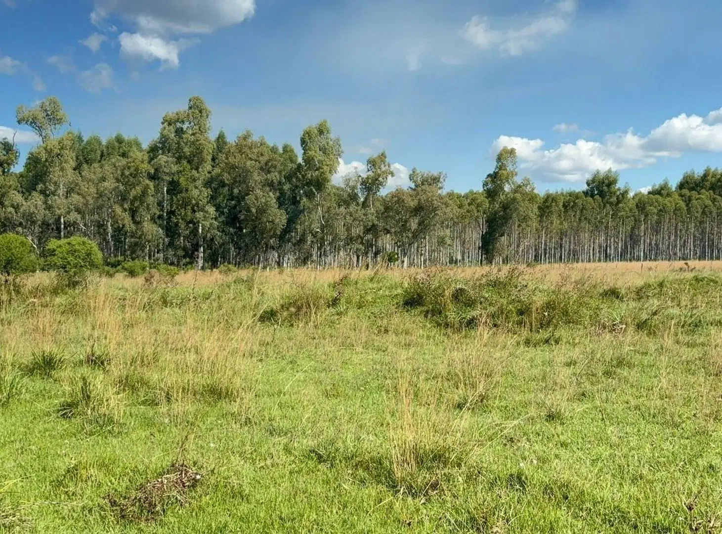 VENTA CAMPO FORESTADO CONCORDIA 5