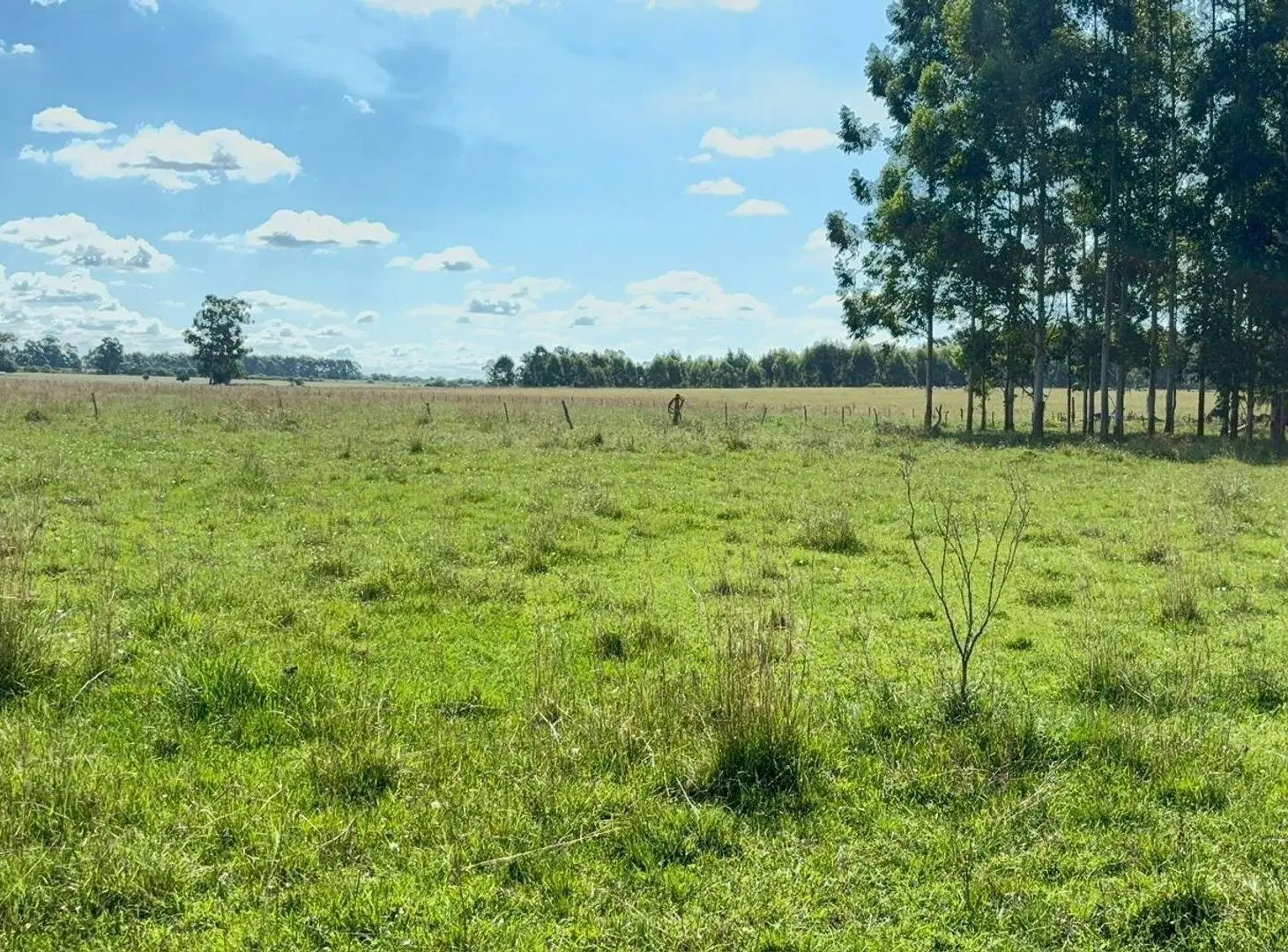 VENTA CAMPO FORESTADO CONCORDIA 3