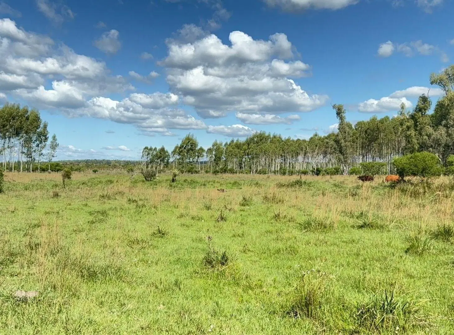 VENTA CAMPO FORESTADO CONCORDIA 2