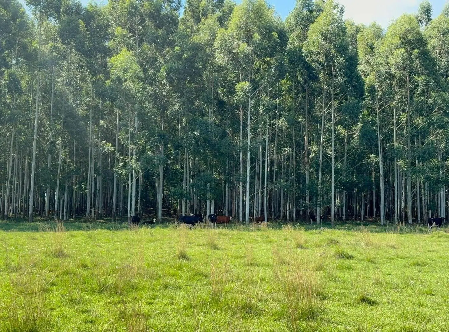 VENTA CAMPO FORESTADO CONCORDIA 4
