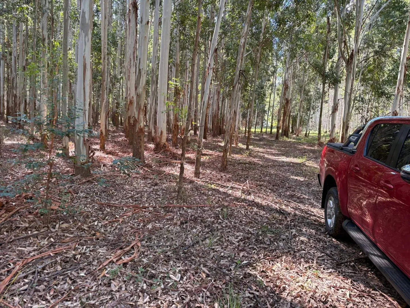 VENTA CAMPO FORESTADO CONCORDIA 1