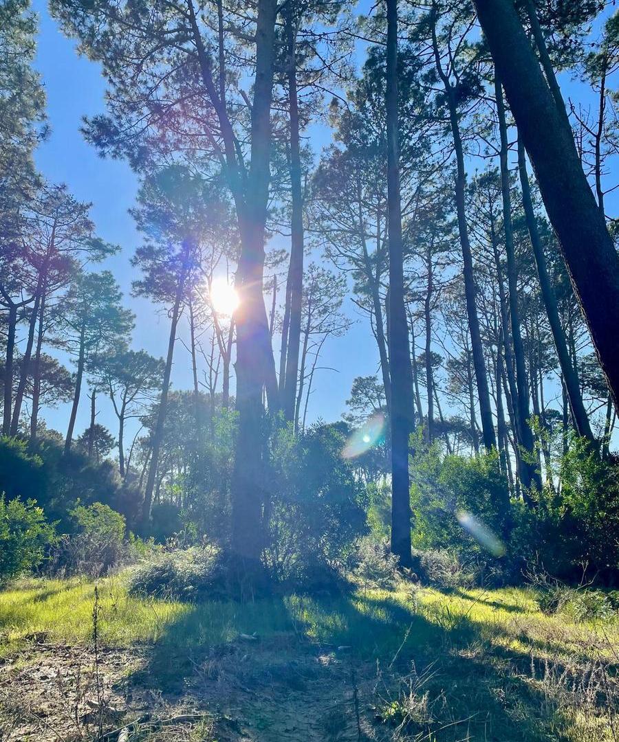Foto de Terreno en Montoya Reserva Montoya - TM7099256, imagen 2