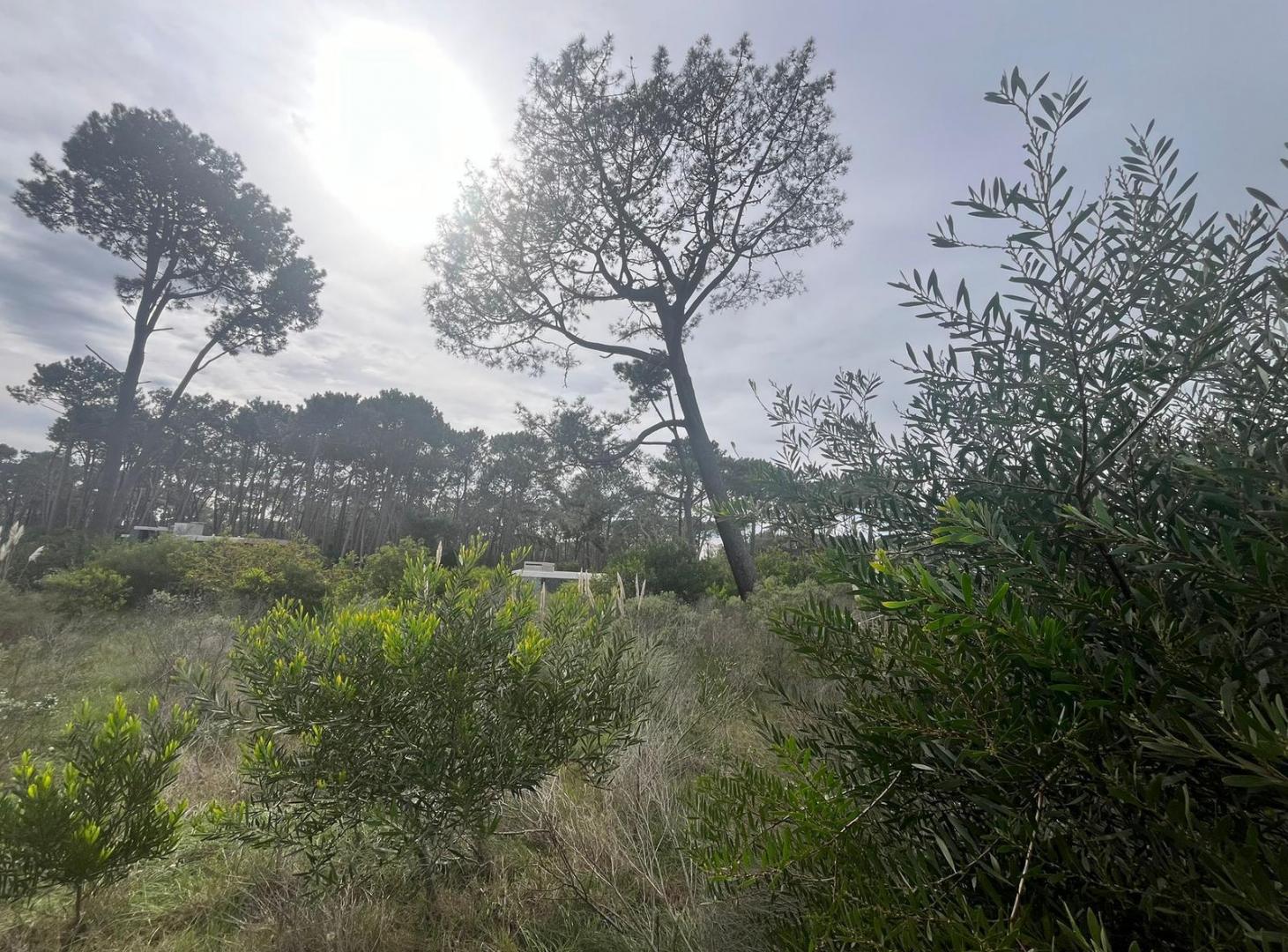 Foto de Terreno en Montoya Reserva Montoya - Lote 230, imagen 5
