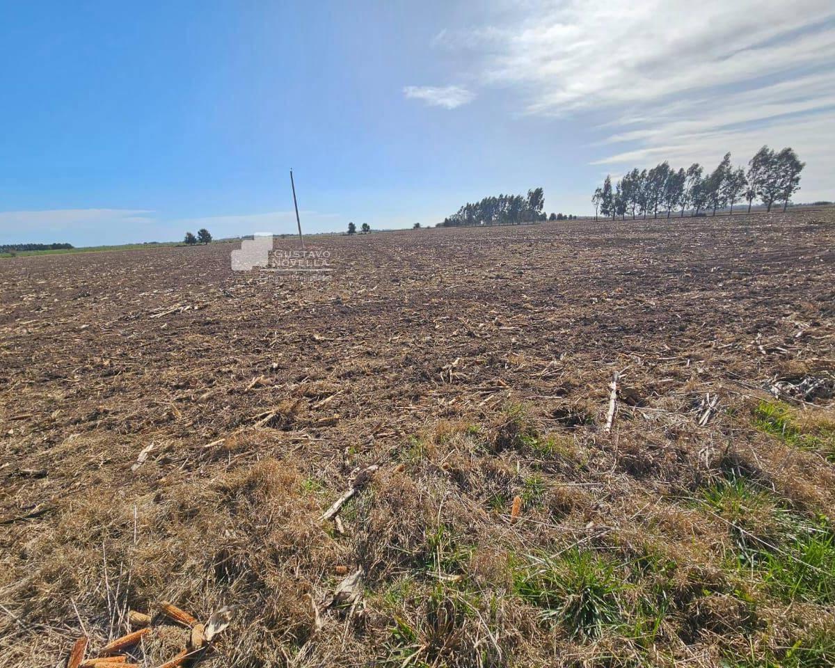 Campo Agrícola - Chascomus 138 Ha 5