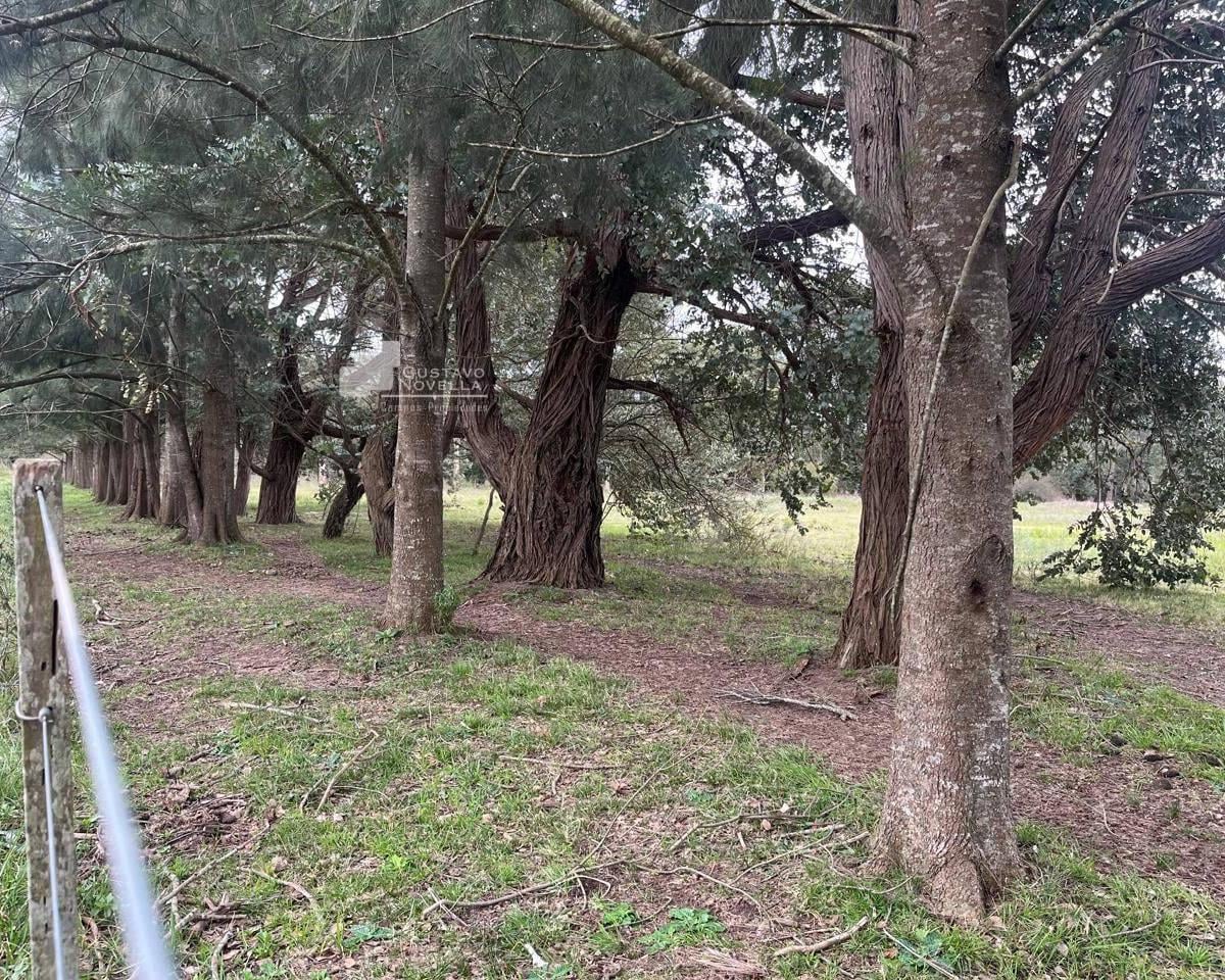 Foto de Chacra en venta, imagen 4