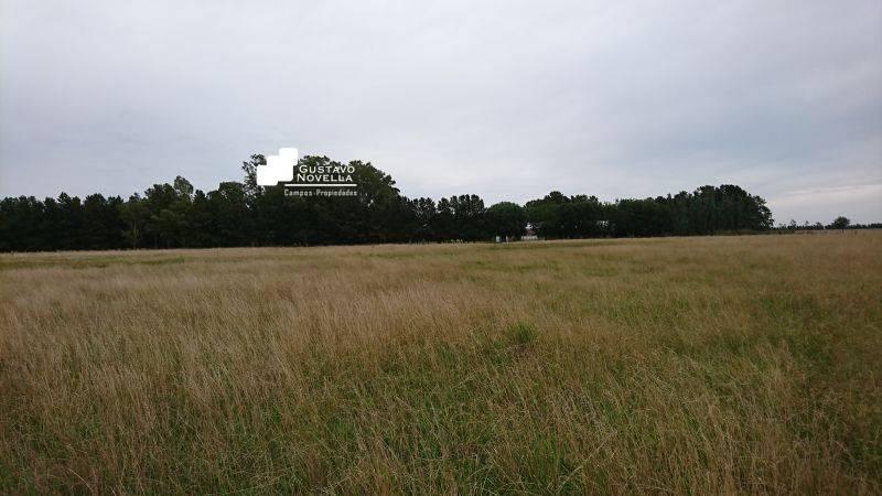 Foto de Campo en venta Pcia de buenos Aires, imagen 4