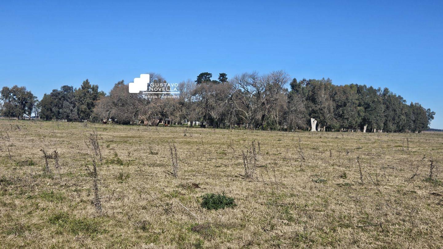 Foto de Campo en venta 220has Magdalena, imagen 3