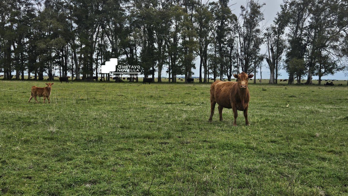Foto de Campo Ganadero en Venta- 1162Has, imagen 1