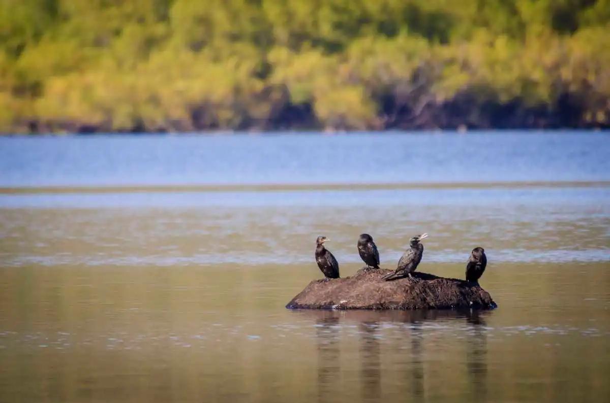 Terreno Venta en Loteo Lago Huechulafquen Río Chimehuín Pesca Lodge Ideal Cabañas Volcán Lanín 2