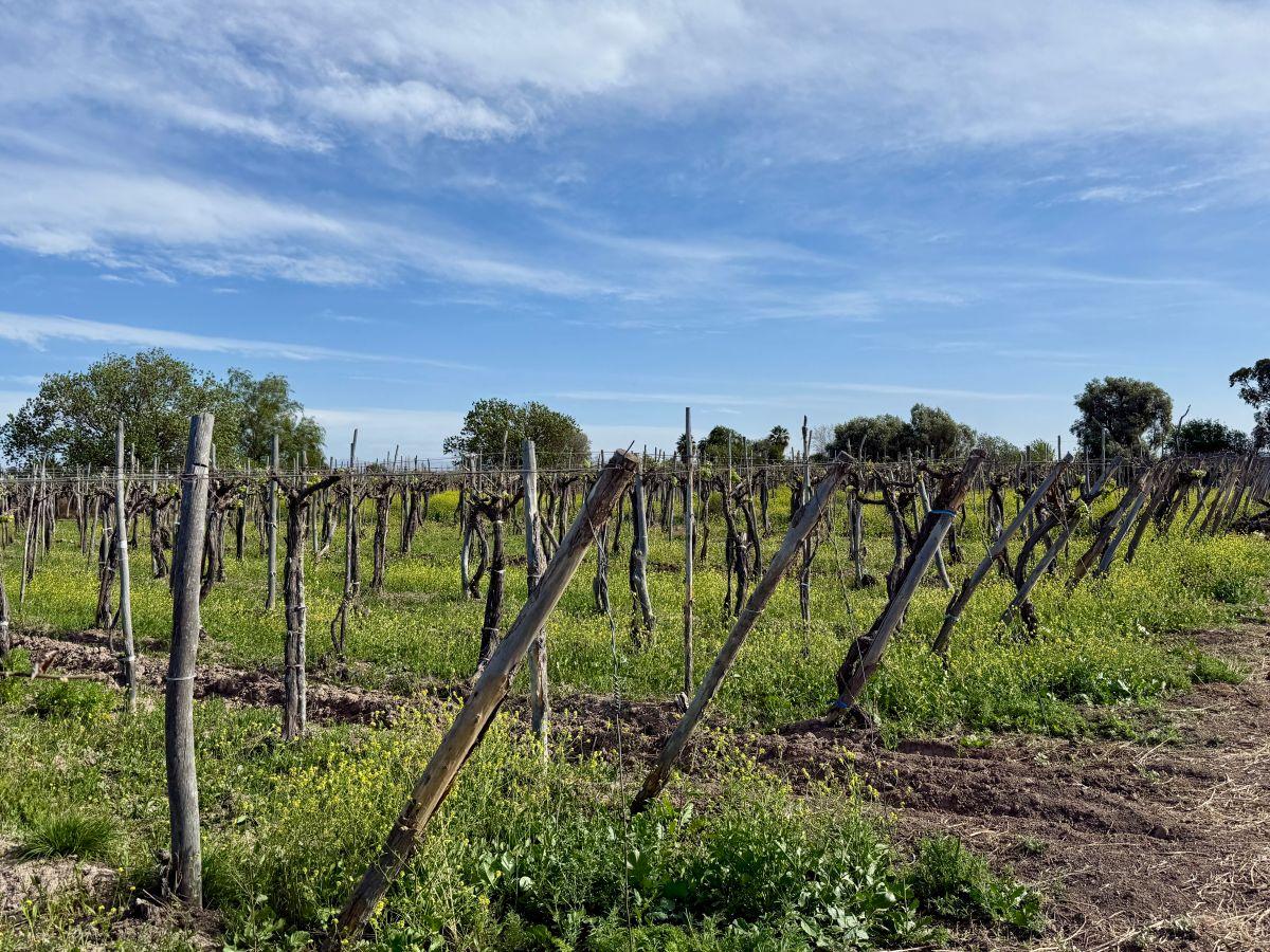 Foto de VENDEMOS FINCA EN CAUCETE-VIÑEDOS, TRACTOR, CASAS, imagen 3