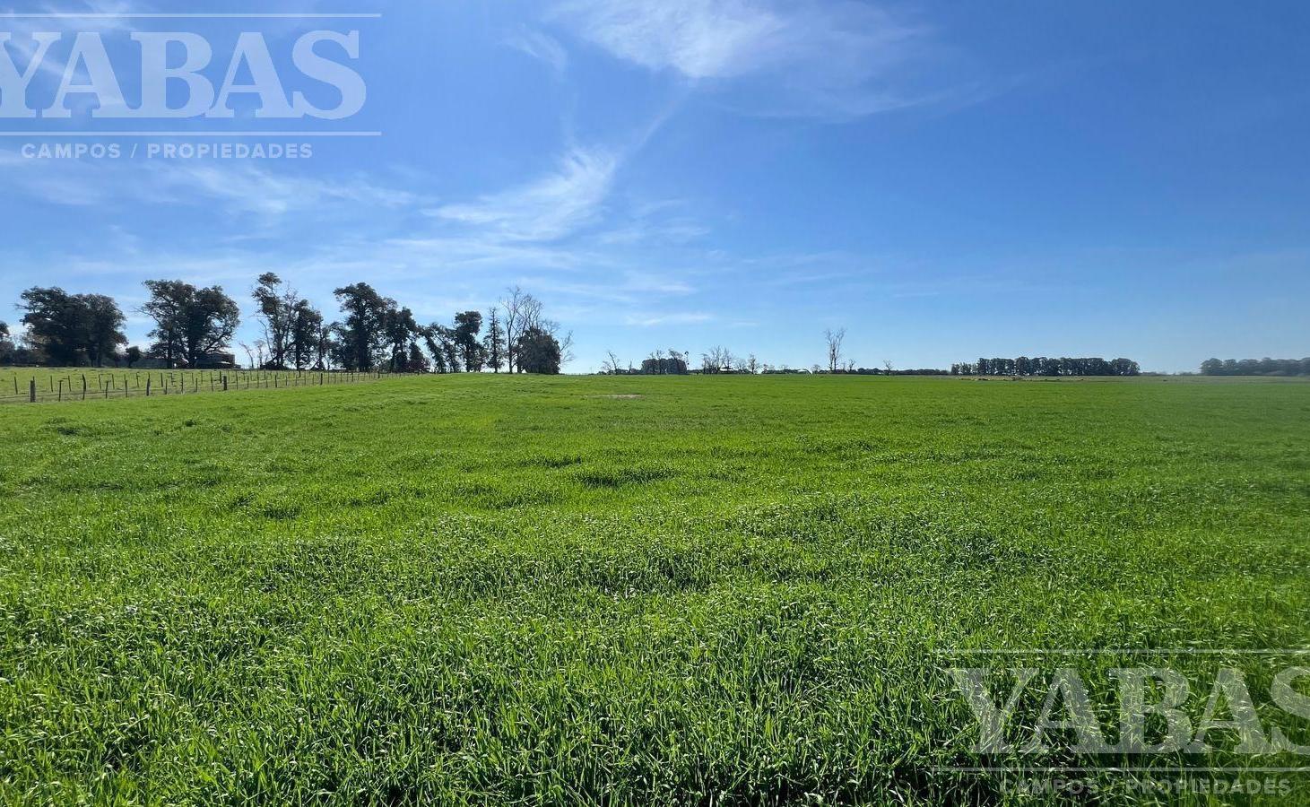 VENTA DE CAMPO – 200 HECTÁREAS – PARTIDO DE BARADERO, RUTA NACIONAL Y AUTOPISTA N.º 9,