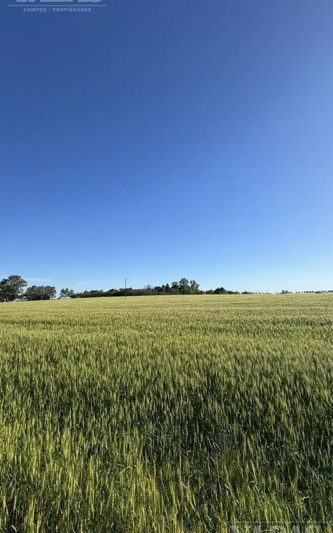 VENTA - 90 HECTAREAS - EXCLUSIVO HARAS - ZONA ARRECIFES 3