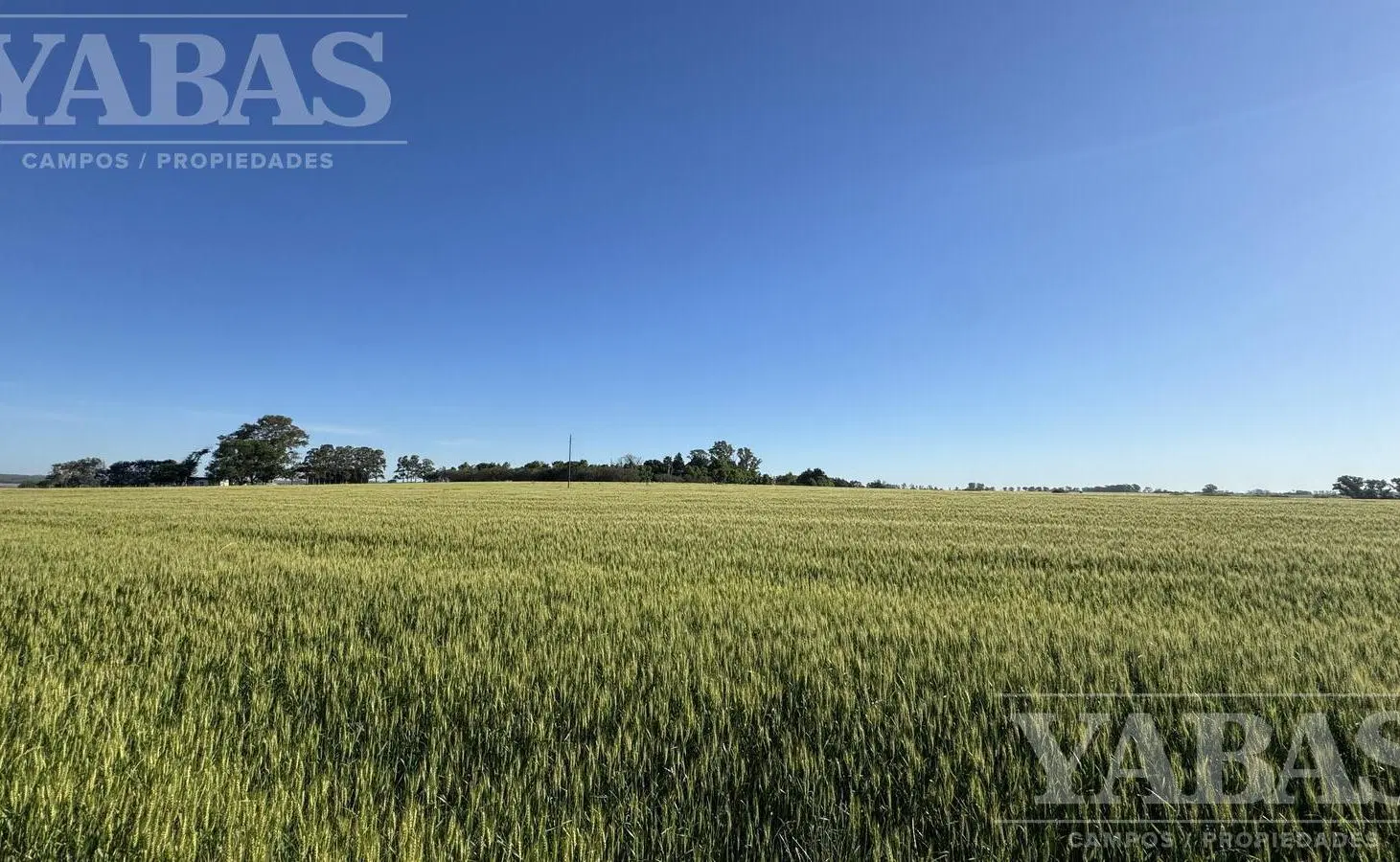 VENTA - 90 HECTAREAS - EXCLUSIVO HARAS - ZONA ARRECIFES 8