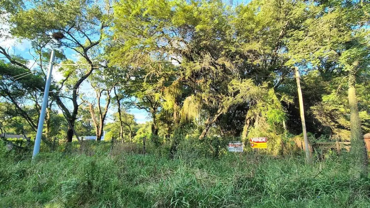 Terreno arbolado en Villa Fabiana, donde los árboles se abrazan 2