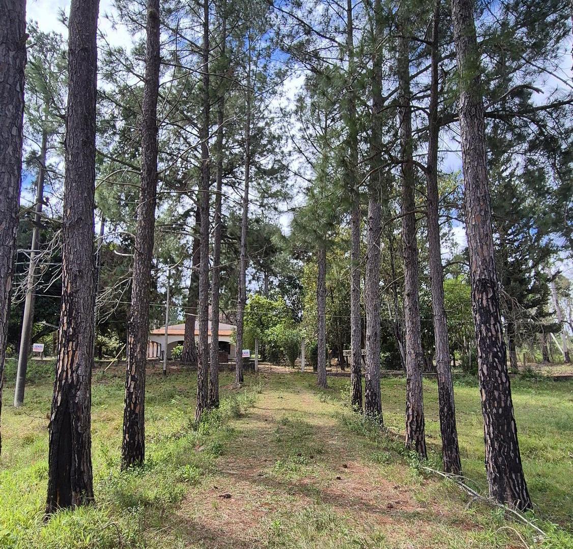 Foto de La Casona de Don Carlos, sobre ruta, Paso de la Patria, imagen 3
