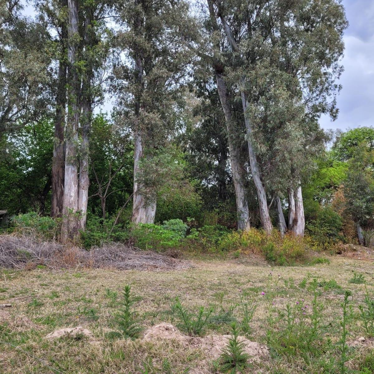 TERRENO VENTA LA CALERA 890 MTS