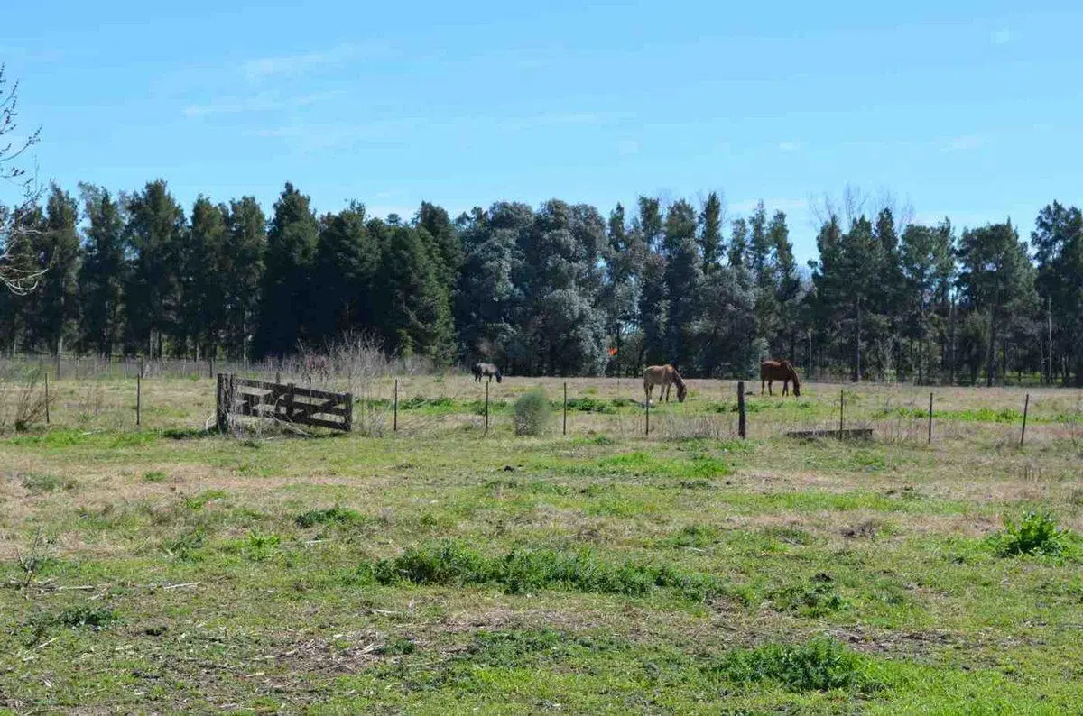 Chacra Venta Haras El Argentino Farm Club, Lujan 4