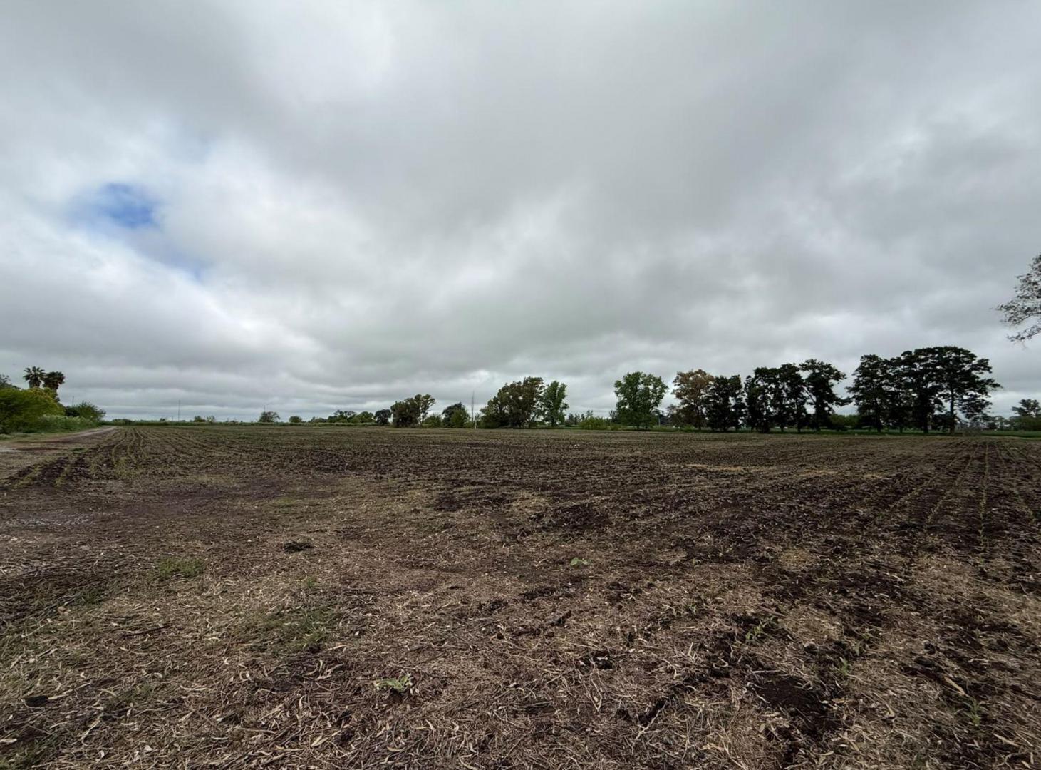 Foto de VENTA CAMPO 77 HECTAREAS GRAL. RODRIGUEZ, imagen 1