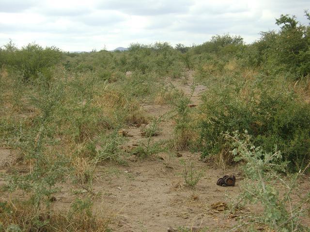 Foto de QUILINO,CAMPO GANADERO CON INSTALACIONES, 2700 Has, imagen 3