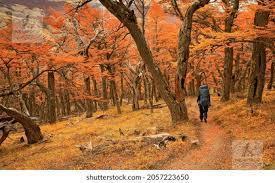Foto de VENTA DE CAMPO EN ÑIRIHUAU- BARILOCHE, imagen 3