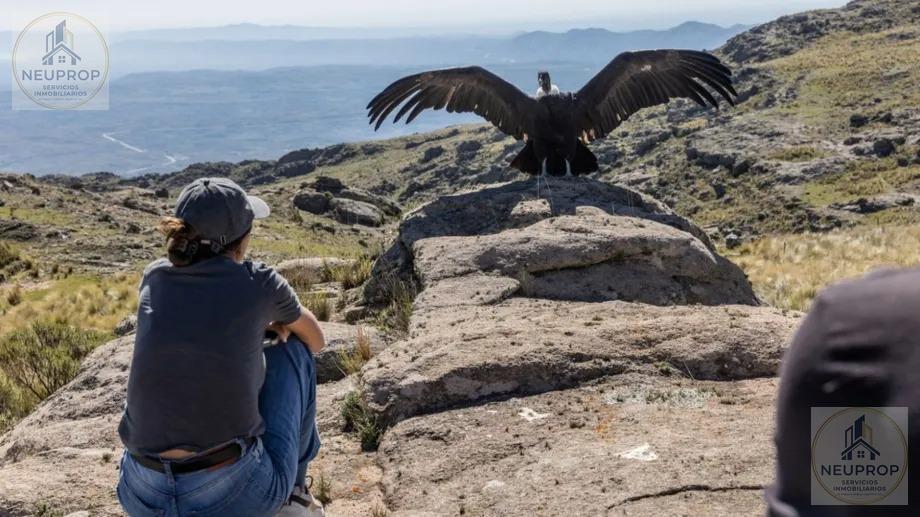 Foto de VENTA DE CAMPO EN ÑIRIHUAU- BARILOCHE, imagen 4
