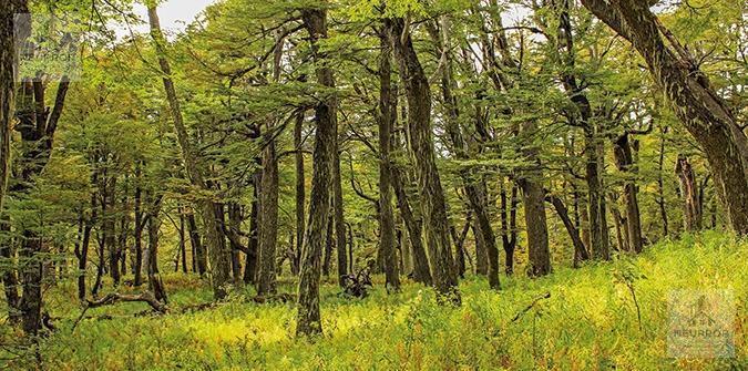 Foto de VENTA DE CAMPO EN ÑIRIHUAU- BARILOCHE, imagen 2