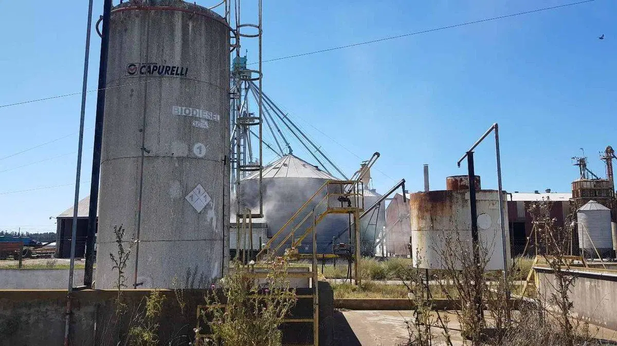 VENTA DE PLANTA OLEAGINOSA EN LOBERÍA 2
