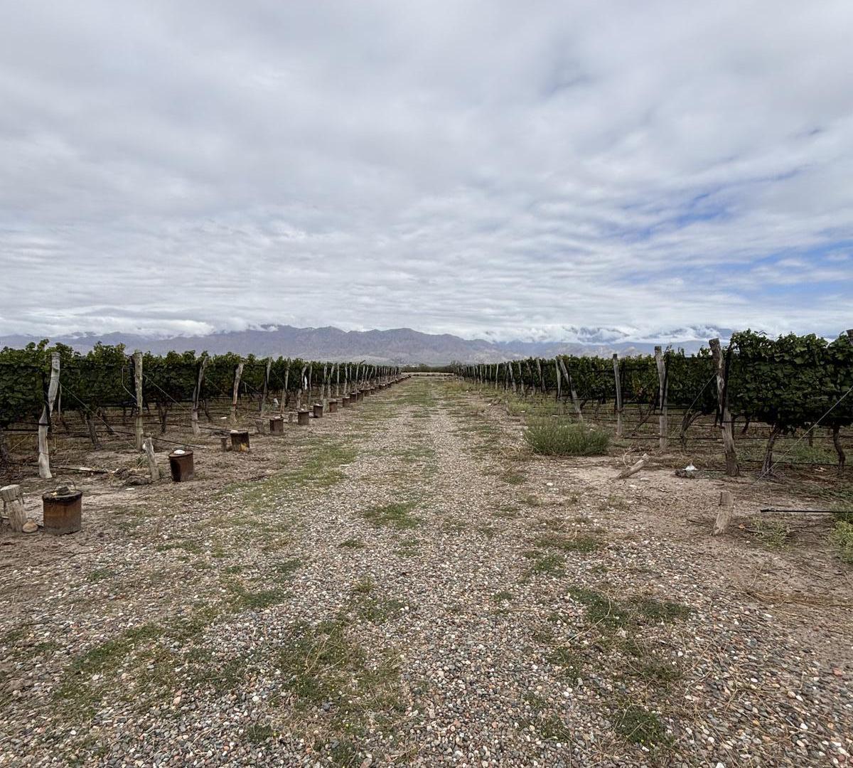 Foto de Finca en venta Valle de Uco, imagen 3
