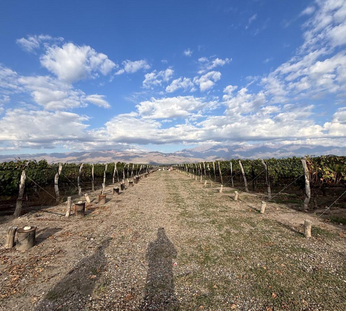 Foto de Finca en venta Valle de Uco, imagen 2
