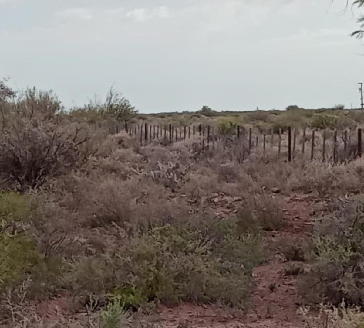 Finca en "Las Catitas", Mendoza. 100% Agua de Riego 4