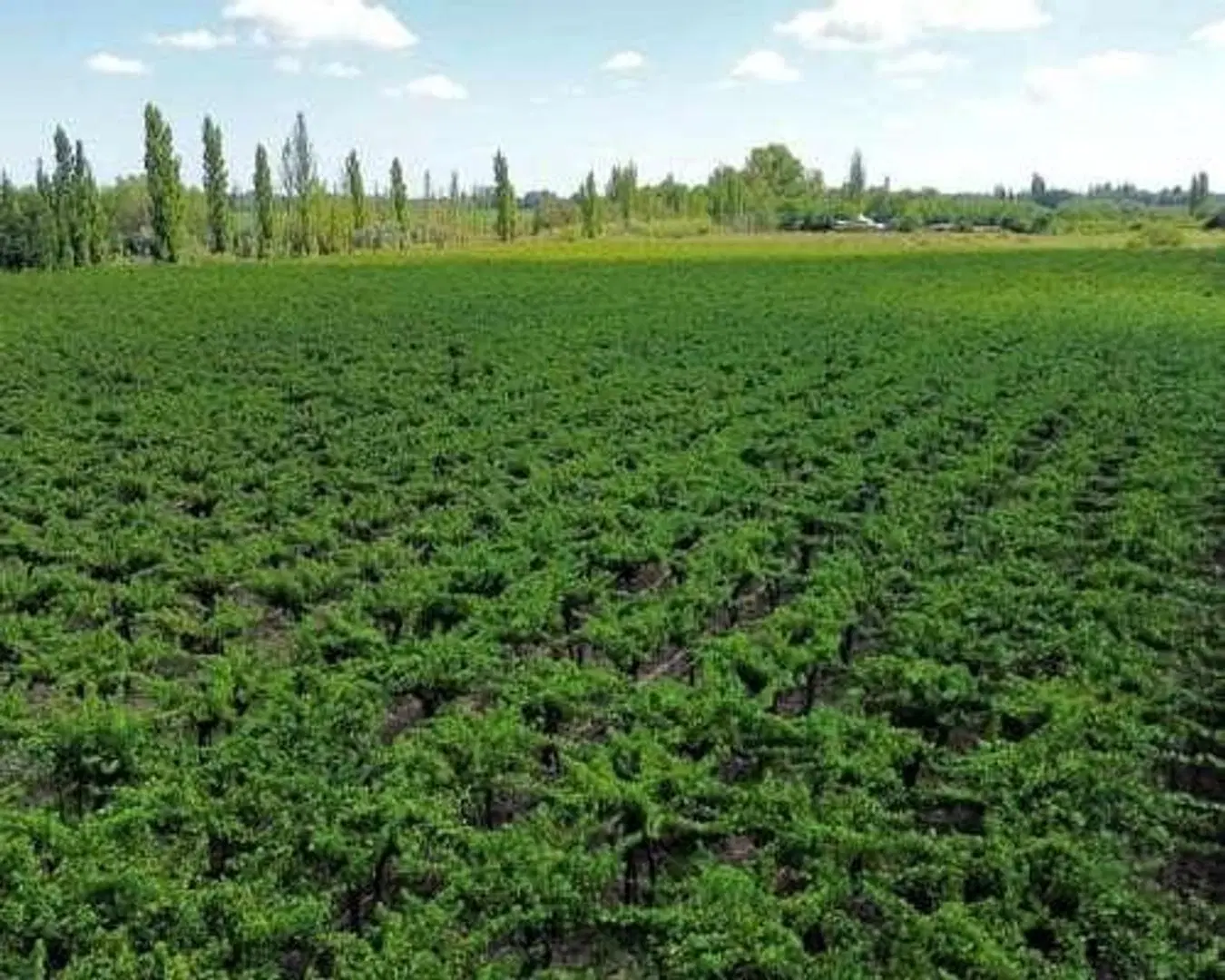 Terreno de 2000 mts2 en Mendoza 4