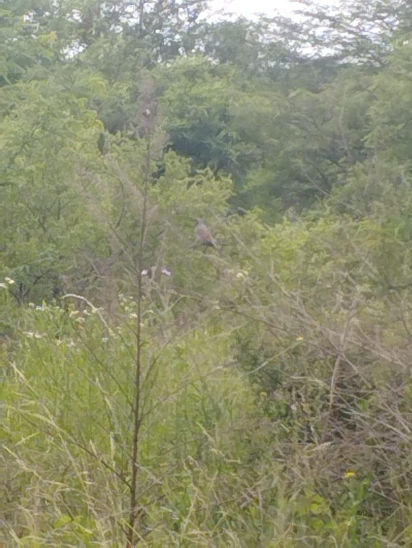 Foto de Terreno en Jose De La Quintana, imagen 5
