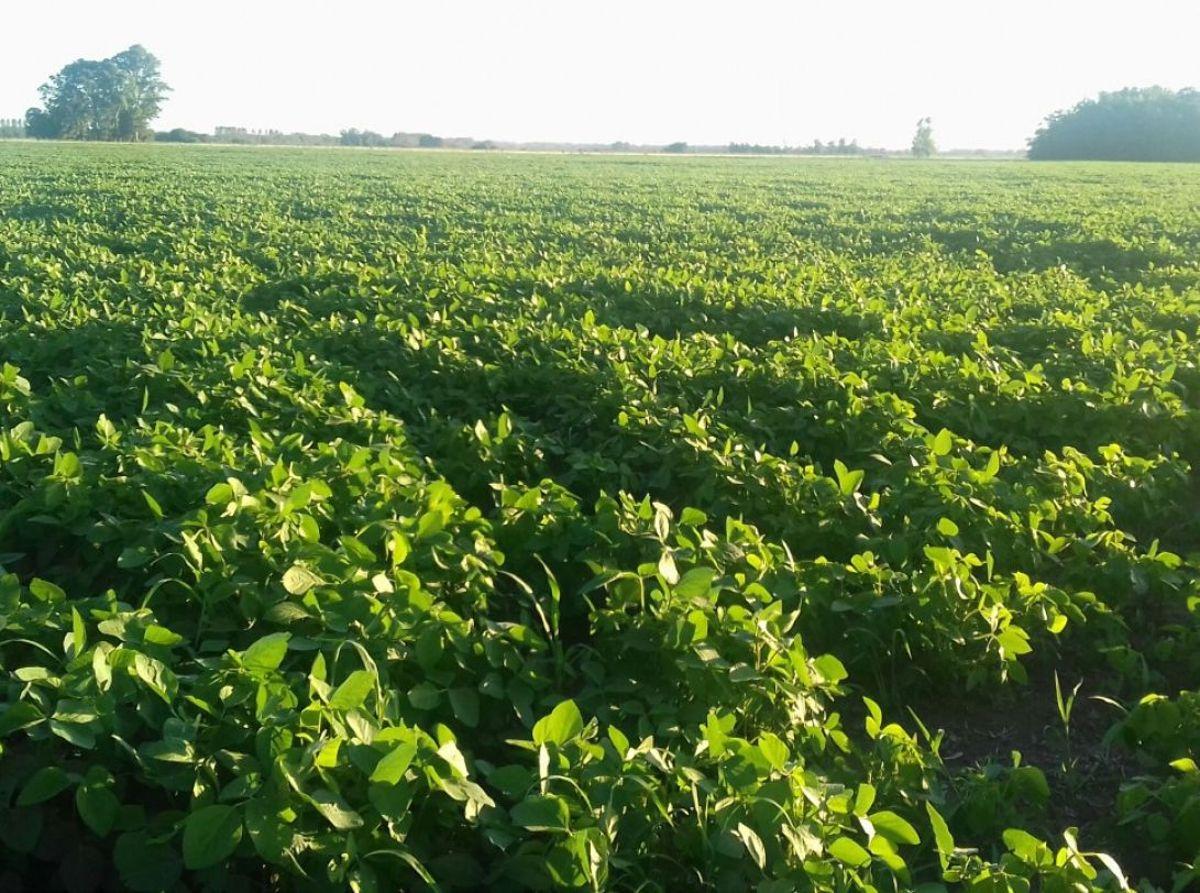 40 Has. Campo agrícolo sin mejoras baldío, a 5 km de ruta 7 y de Ciudad de General Rodríguez