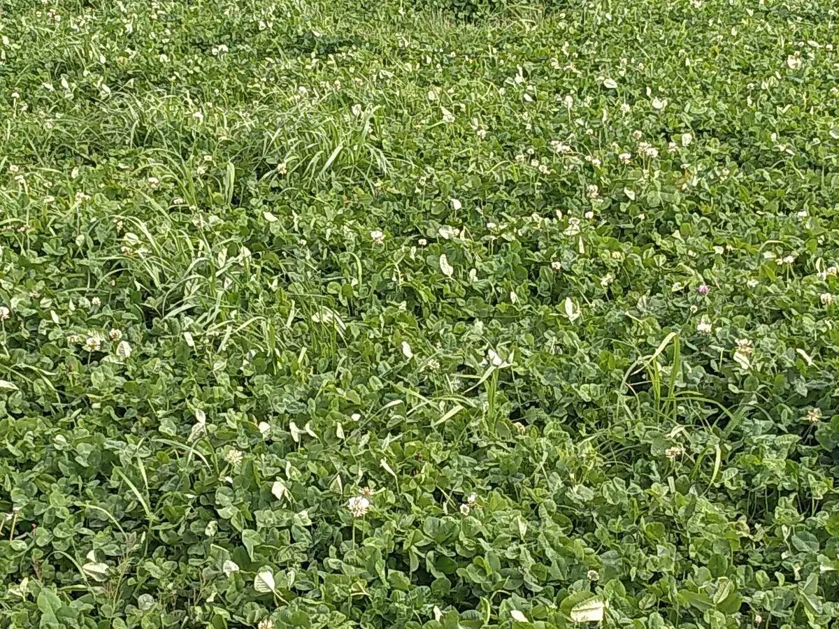 40 Has. Campo agrícolo sin mejoras baldío, a 5 km de ruta 7 y de Ciudad de General Rodríguez 5