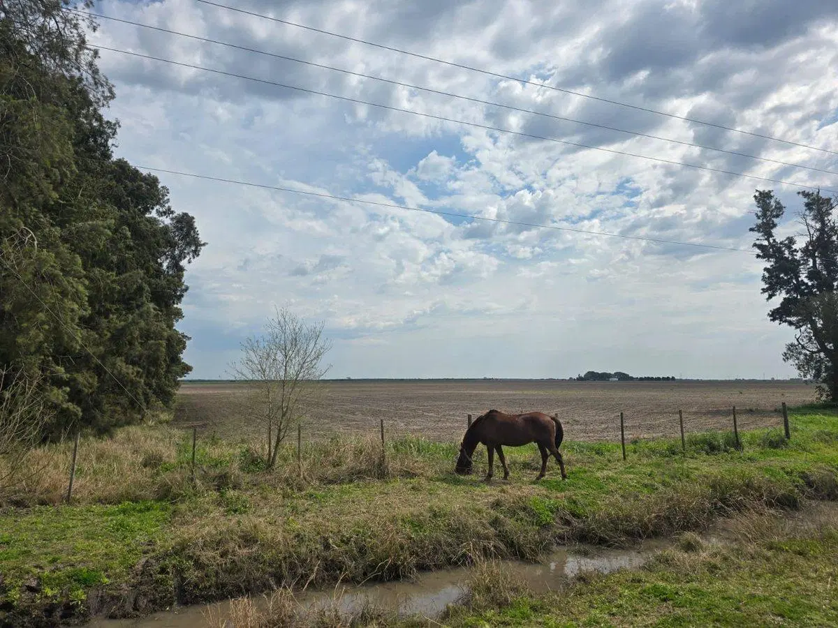 Se vende campo agrícola 5